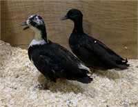 2 Drakes-Magpie&Black Call Duck