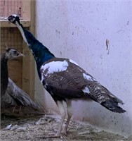 Male-Pied Peacock-1 year old