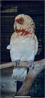 Female-Longbill Cockatoo-Approx 12 years old