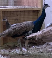 Male-India Blue Peacock-1 year