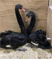 Pair-Australian Black Swans-Euro imports,3 years