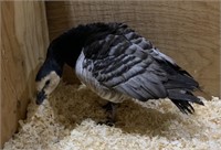 Male-Barnacle Goose- 4 years old
