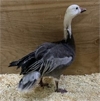 Male-Blue Snow Goose-Permit Req'd-1 eye