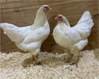 2 HENS-White Chantecler-2023 hatch, laying