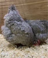 2 HENS-Lavender Cuckoo Orpingtons-2023, laying