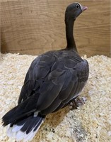 Male-Lesser White Fronted Goose-3 yrs, euro import