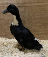 Hen-Black Bibbed Duck-2023 hatch, laying