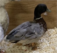 Drake-TINY-Blue Fawn Call Duck