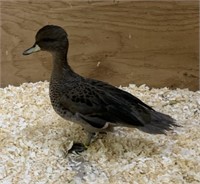 Unsexed-Sharpwing Teal Duck-Euro Import