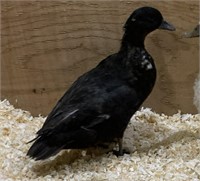 Hen-Black Call Duck-2023 hatch, laying