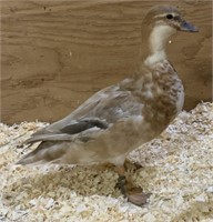 Hen-Butterscotch Call Duck-2023 hatch, laying