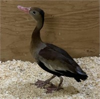 Unsexed-Black Belly Tree Duck-2023 hatch