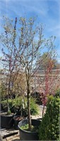 Cornus Florida Tree 6ft+