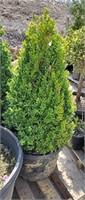 Boxwood  2ft+