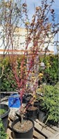 Coral Bark Maple 5ft+