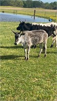 2 year old Zebu heifer exposed to paint Zebu bull