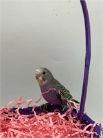 Unsexed- Baby Budgie