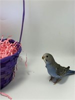 Unsexed- Baby Budgie