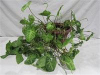 Ivy Arrowhead Plant