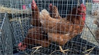 10-Home raised laying hens.  Laying brown eggs