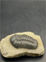 Trilobite, Fossil, Rock, Natural, Collectible, Spe