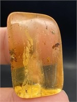 Amber, Fossil, Natural, Collectible, Specimen, Ins