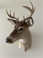 8 point whitetail deer shoulder mount