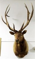 14 POINT ELK MOUNT - ANTLERS ARE REMOVABLE