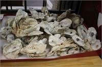 SELECTION OF OYSTER SHELLS