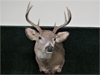 8 point trophy whitetail mount
