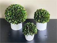 BUNDLE of 3 Boxwood Baby Common Box Plants