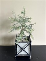 22" Rosemary Topiera Plant in Cage Pot