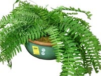 Large, clay pottery bowl with fern