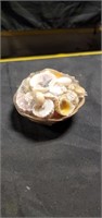 Small basket of shells