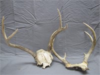 Pair Of Vintage Deer Bone Heads