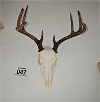 Deer skull appr 13" spread