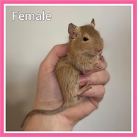 Baby Degu Female