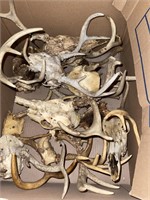 Lot of Deer Skulls W/ Antlers