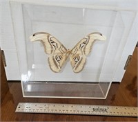 Large moth in lucite box