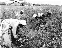 Bruce Roberts cotton Picking 1959