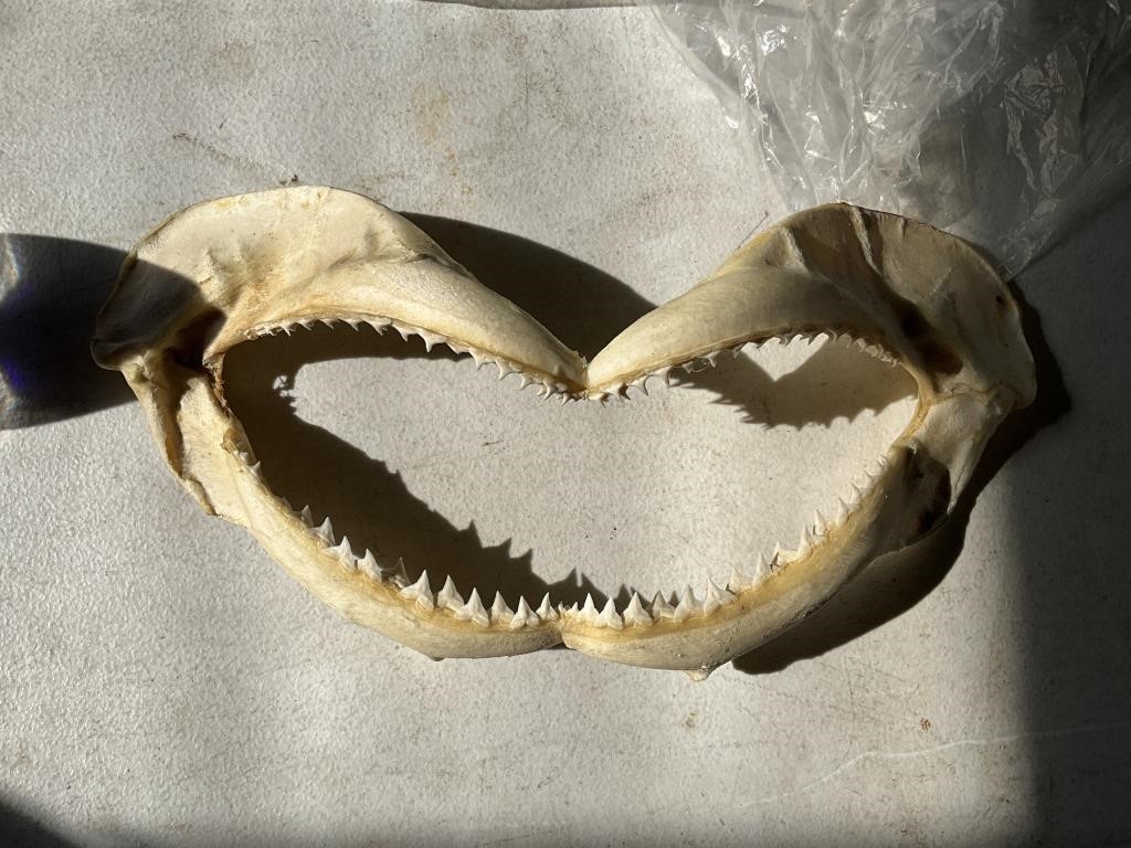 Sharks jaw