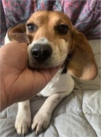 Female-Beagle-Intact, 5 years, proven