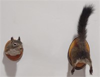 Taxidermy Red Squirrel 2 Piece Wall Mounts