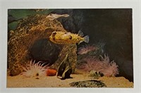 Vintage RPPC Postcard Spiny Boxfish Filefish!