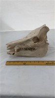 Large Australia Ferel pig skull