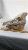 Australia Ferel Pig Skull