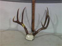 ANTLERS ON SKULL PLATE