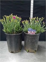13 and 12-in Hardy Carnation plants