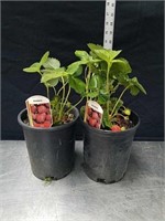 13 and 14-in Albion strawberry plants
