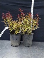 18 and 19 inch neon flash spirea